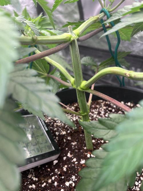 Dutch passion/ barneys farmXdoja run. Week 4