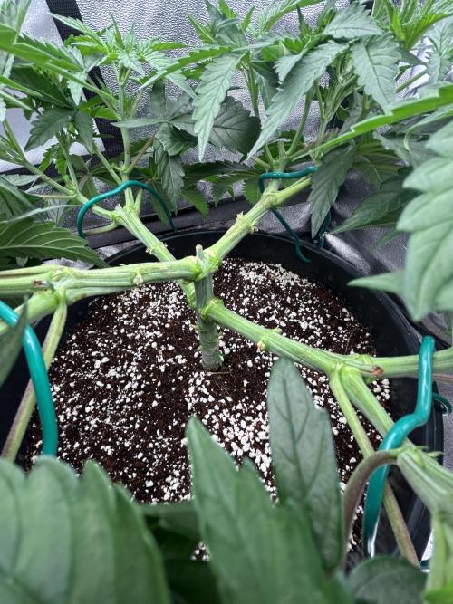 Dutch passion/ barneys farmXdoja run. Week 5