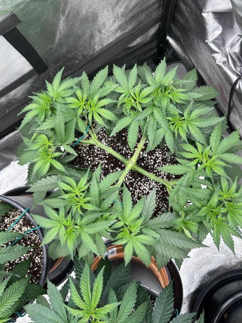 Dutch passion/ barneys farmXdoja run. Week 5