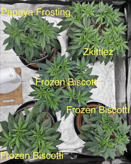 Dutch passion/ barneys farmXdoja run. Week 5