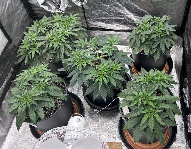 Dutch passion/ barneys farmXdoja run. Week 5