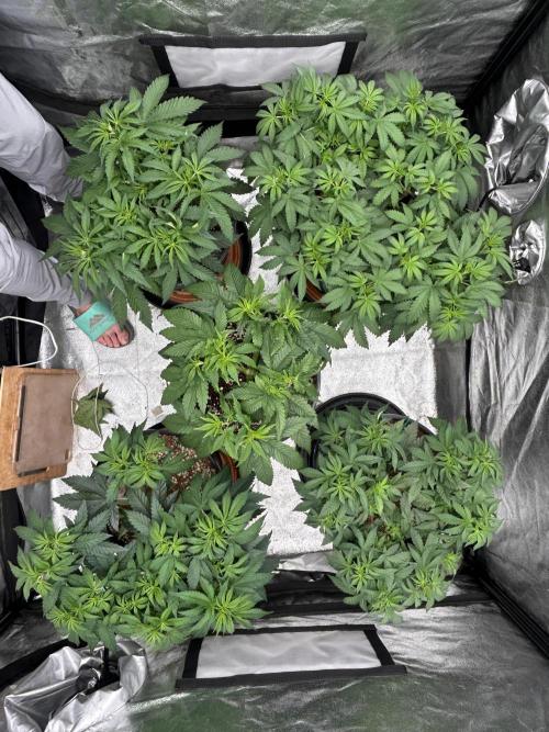 Dutch passion/ barneys farmXdoja run. Week 6