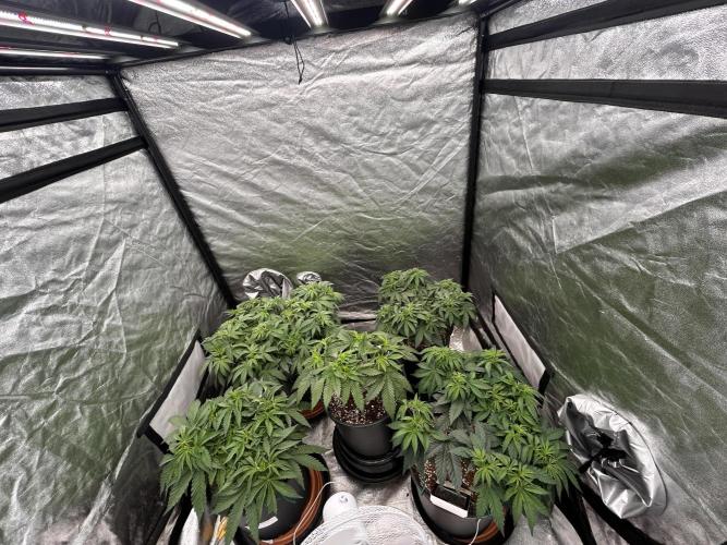 Dutch passion/ barneys farmXdoja run. Week 6