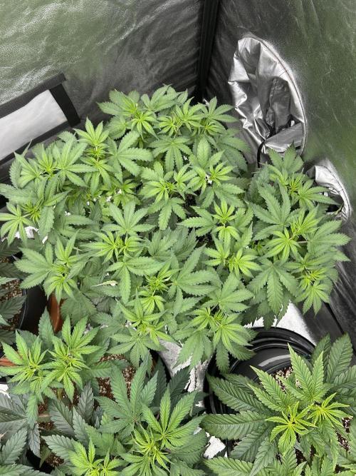 Dutch passion/ barneys farmXdoja run. Week 6
