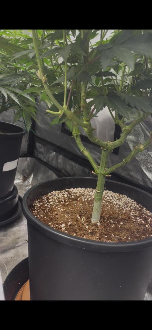 Dutch passion/ barneys farmXdoja run. Week 7