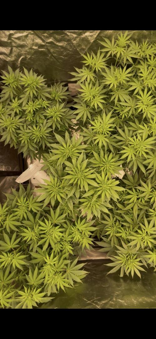 Dutch passion/ barneys farmXdoja run. Week 7
