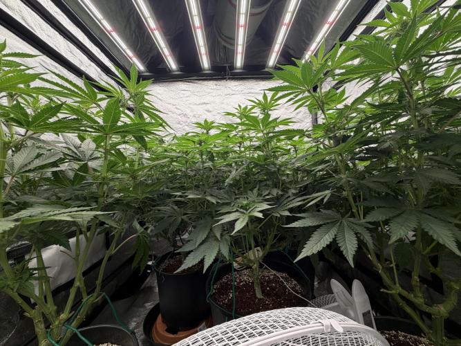 Dutch passion/ barneys farmXdoja run. Week 8