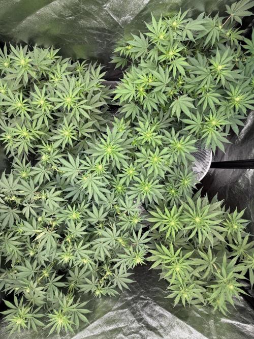 Dutch passion/ barneys farmXdoja run. Week 8