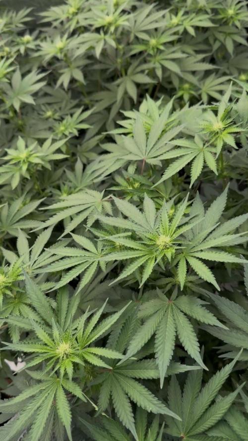 Dutch passion/ barneys farmXdoja run. Week 8