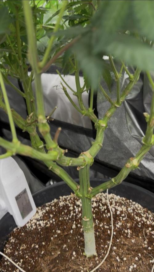 Dutch passion/ barneys farmXdoja run. Week 8