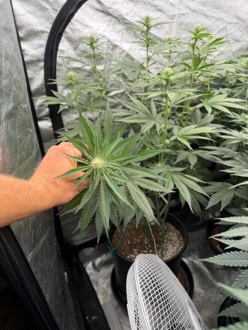 Dutch passion/ barneys farmXdoja run. Week 8
