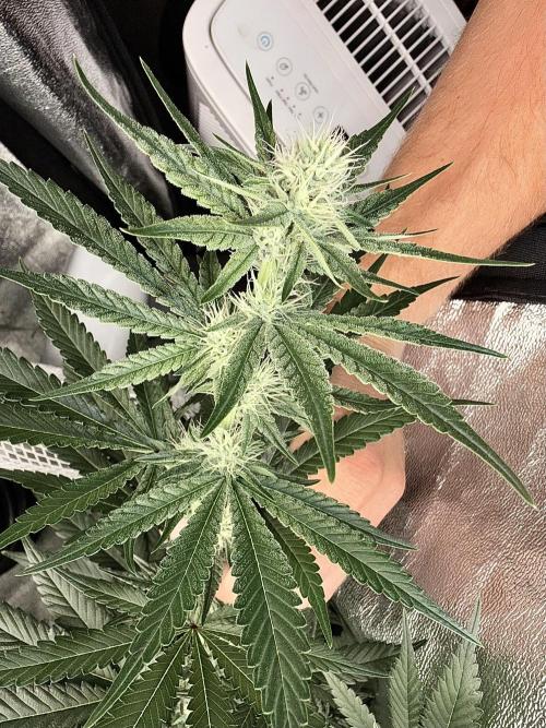 Dutch passion/ barneys farmXdoja run. Week 9