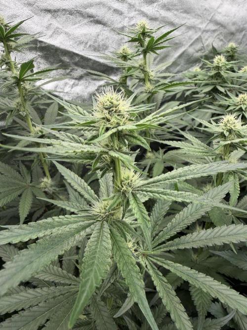 Dutch passion/ barneys farmXdoja run. Week 9