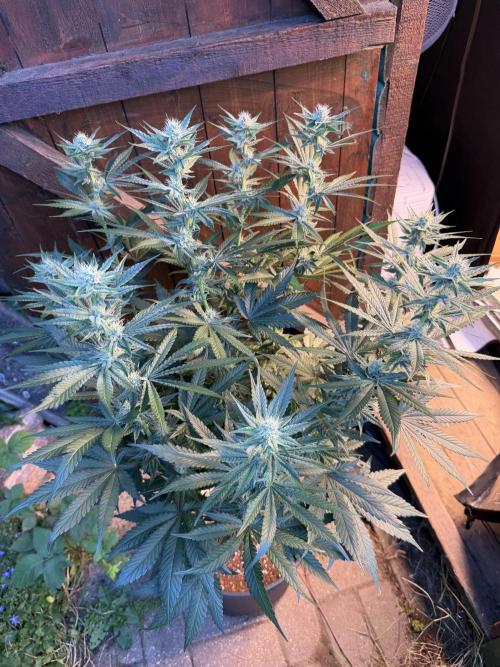 Dutch passion/ barneys farmXdoja run. Week 10