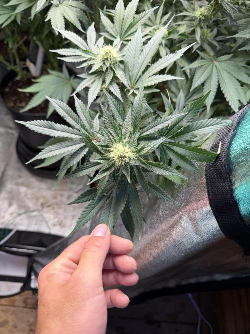 Dutch passion/ barneys farmXdoja run. Week 10