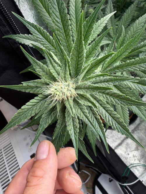 Dutch passion/ barneys farmXdoja run. Week 10