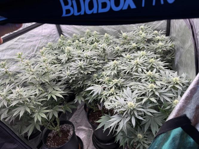 Dutch passion/ barneys farmXdoja run. Week 10