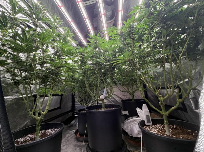 Dutch passion/ barneys farmXdoja run. Week 10