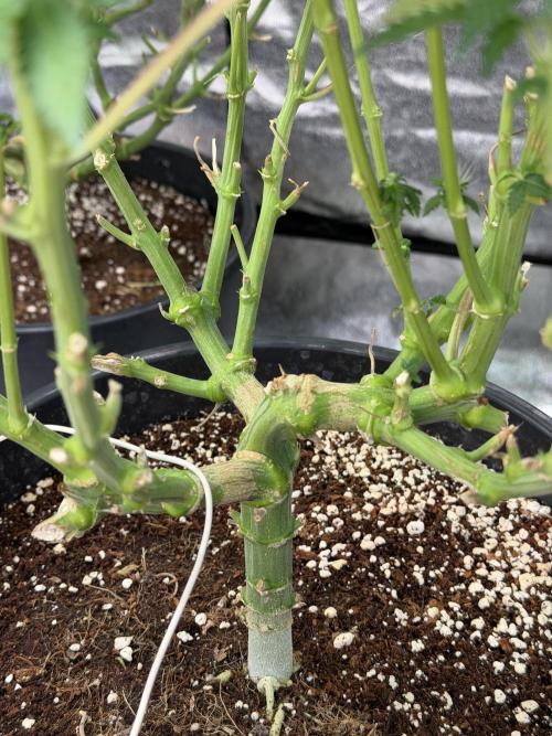 Dutch passion/ barneys farmXdoja run. Week 10