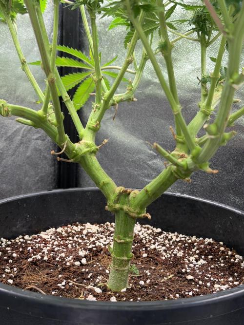 Dutch passion/ barneys farmXdoja run. Week 10