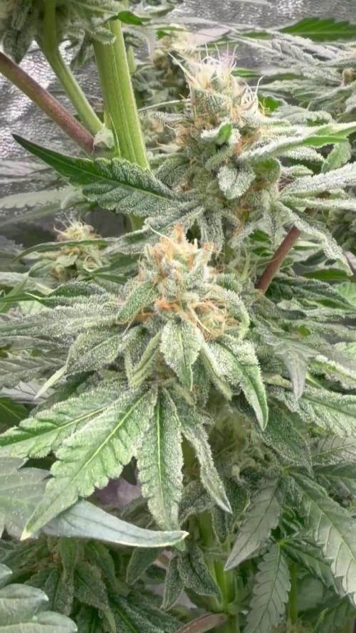 Dutch passion/ barneys farmXdoja run