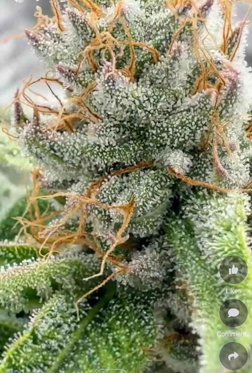 Dutch passion/ barneys farmXdoja run. Week 11