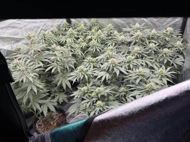 Dutch passion/ barneys farmXdoja run. Week 11