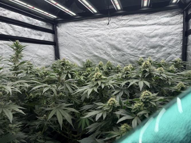 Dutch passion/ barneys farmXdoja run. Week 11