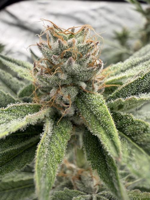 Dutch passion/ barneys farmXdoja run. Week 11