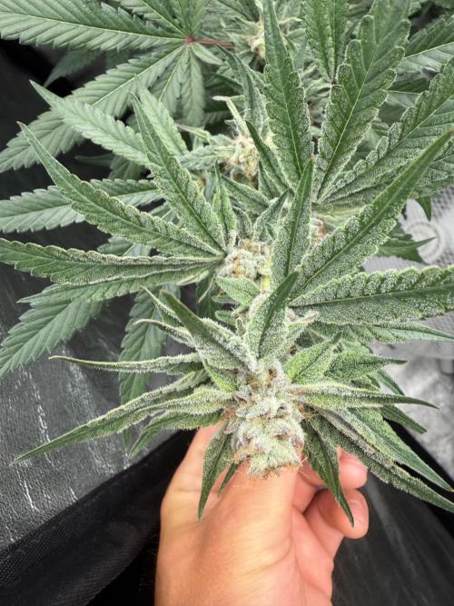 Dutch passion/ barneys farmXdoja run. Week 11