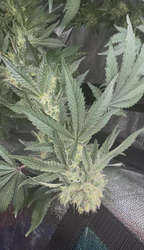 Dutch passion/ barneys farmXdoja run. Week 12