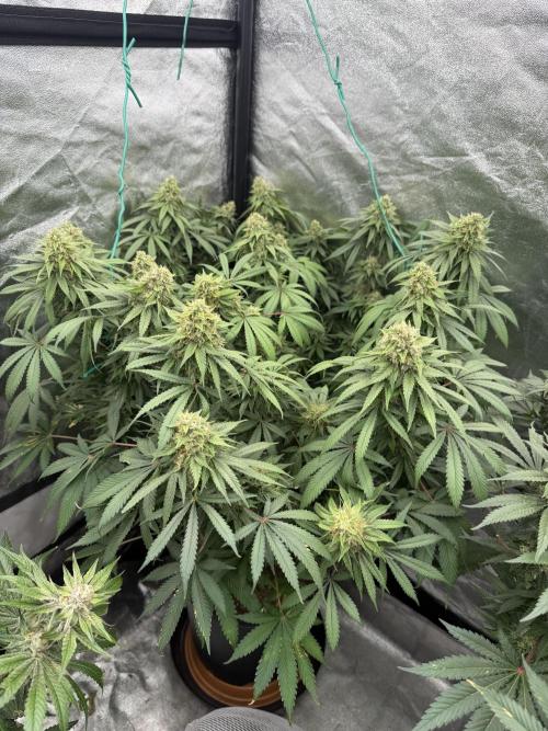 Dutch passion/ barneys farmXdoja run. Week 12