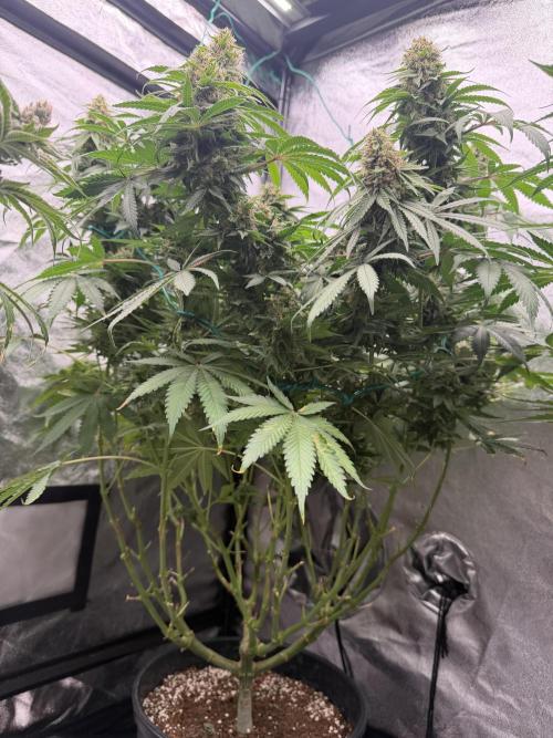 Dutch passion/ barneys farmXdoja run. Week 12