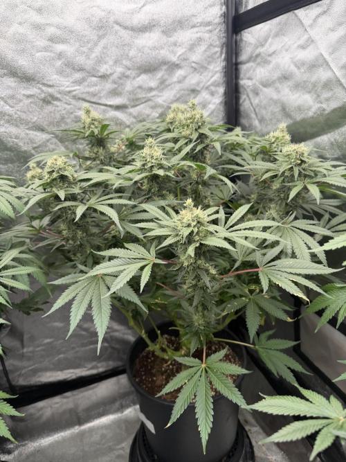 Dutch passion/ barneys farmXdoja run. Week 12