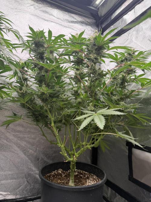 Dutch passion/ barneys farmXdoja run. Week 12