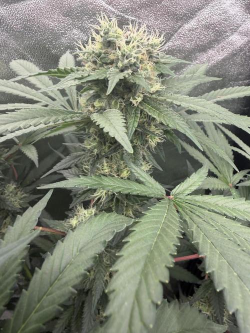 Dutch passion/ barneys farmXdoja run. Week 12