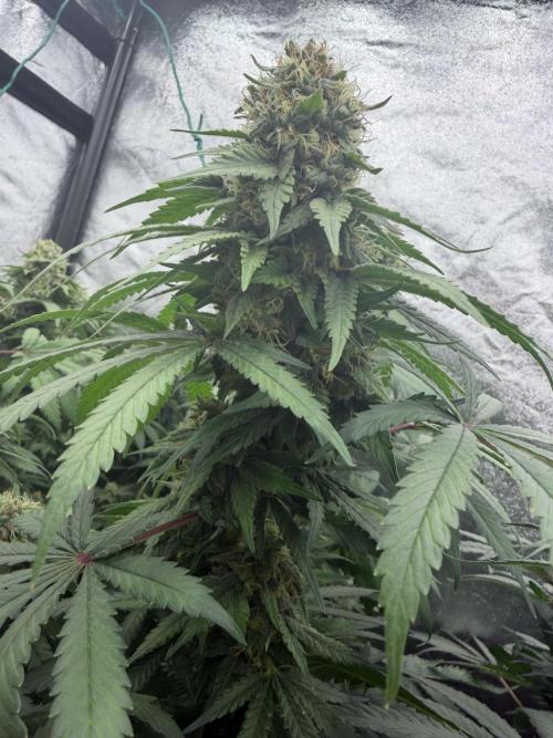 Dutch passion/ barneys farmXdoja run. Week 12