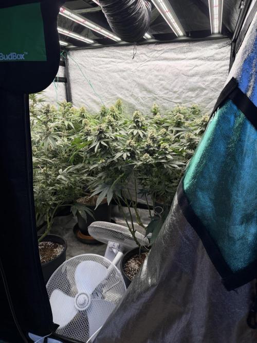 Dutch passion/ barneys farmXdoja run. Week 12