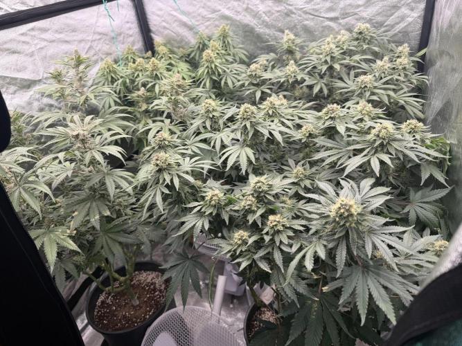 Dutch passion/ barneys farmXdoja run. Week 12