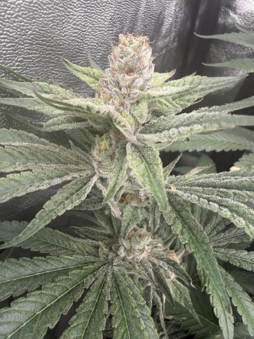 Dutch passion/ barneys farmXdoja run. Week 12