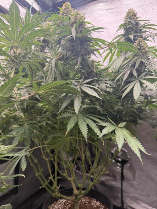 Dutch passion/ barneys farmXdoja run. Week 12