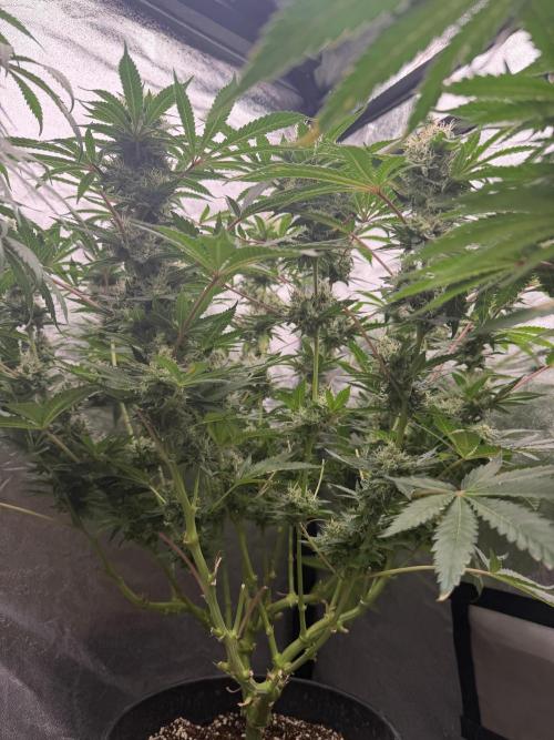 Dutch passion/ barneys farmXdoja run. Week 12