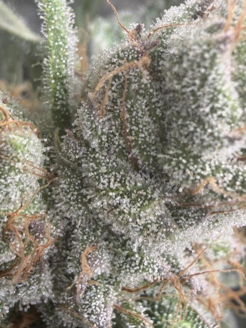 Dutch passion/ barneys farmXdoja run. Week 12