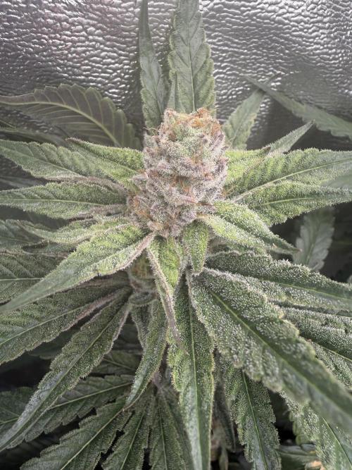 Dutch passion/ barneys farmXdoja run. Week 12