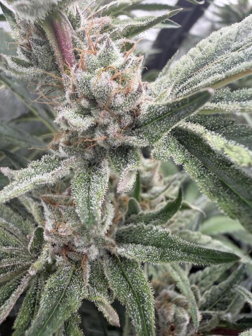 Dutch passion/ barneys farmXdoja run. Week 12