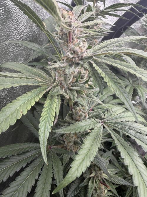 Dutch passion/ barneys farmXdoja run. Week 12