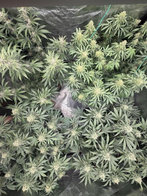 Dutch passion/ barneys farmXdoja run. Week 12
