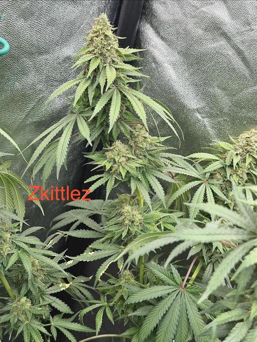 Dutch passion/ barneys farmXdoja run. Week 13