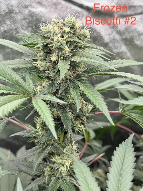 Dutch passion/ barneys farmXdoja run. Week 13