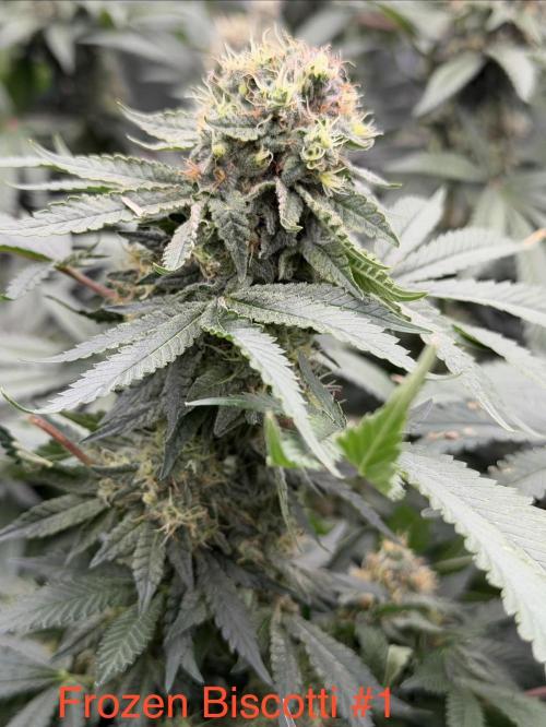 Dutch passion/ barneys farmXdoja run. Week 13